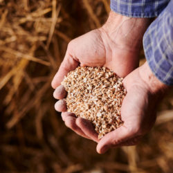 2020-10-15-Certisys-0331 grains bio