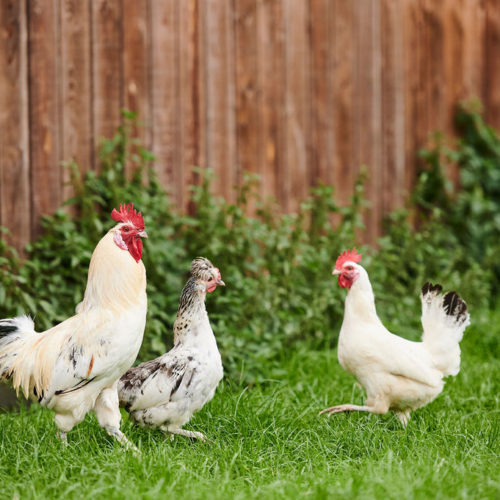 2020-10-15-Certisys-0262 poules dans un jardin