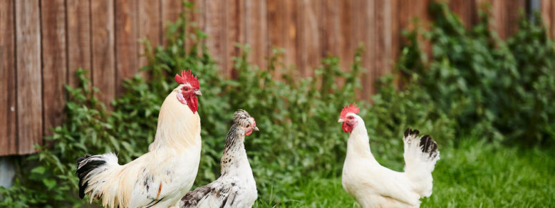 2020-10-15-Certisys-0262 poules dans un jardin