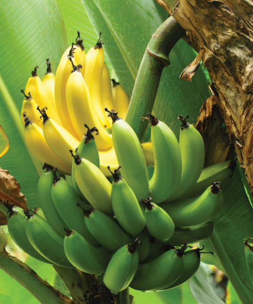 certisys-image-10 banane bio