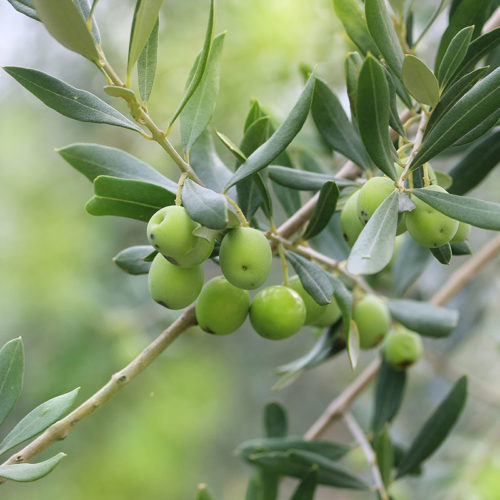 olives bio