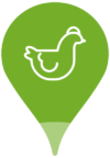 pictogramme poule