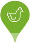 1-producteurs pictogramme poule