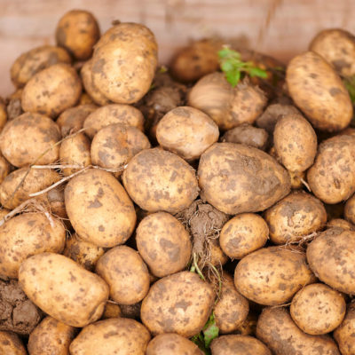 2020-10-15-Certisys-0211 pommes de terre bio