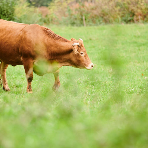 2020-10-15-Certisys-0307 vache dans un pré