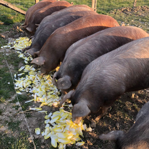 060F1B88-A4CA-4F84-903A-9EC30CEA00EC cochons qui se nourrissent
