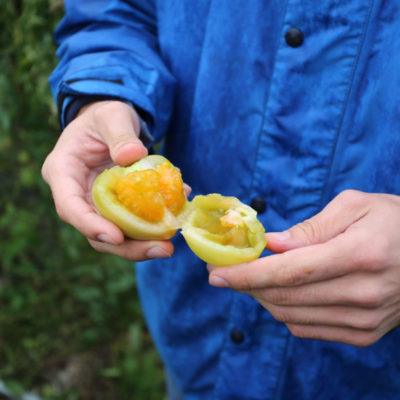0BDB3BC0-270B-45C4-ACE7-137F6666096C tomate jaune bio
