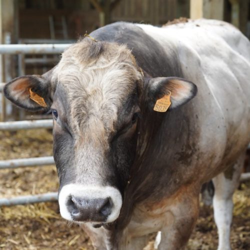 1FE0D8FF-1BC5-4F79-A8D2-C45E02907817 vache