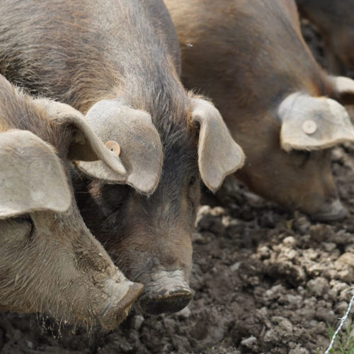 2828A007-F68E-417F-A662-DCAC957884B3 cochon