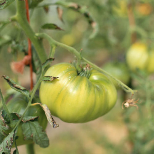 2B1EB646-172F-4A78-BA7C-3ED49B8E1EB2 tomate bio