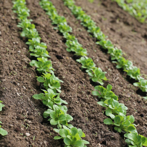 2EB24161-97C5-4AC7-BB06-3E074C525EAD culture de plante bio