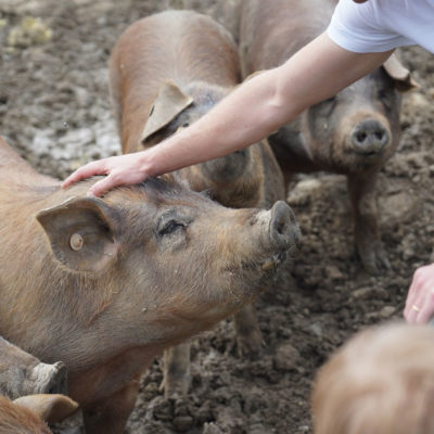 35D89773-1917-4528-B488-67F01E0FCDD4 élevage de cochons en extérieur