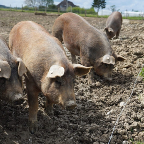 47415568-E693-40CA-97E3-9E26EAD00AB6 cochons en extérieur