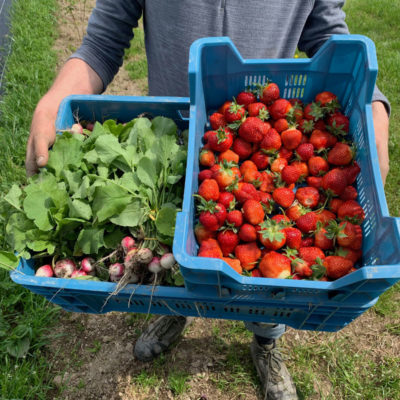 5A62ADD2-9508-44D7-9A89-FC641C60D98E caisse de radis bio et de fraises bio