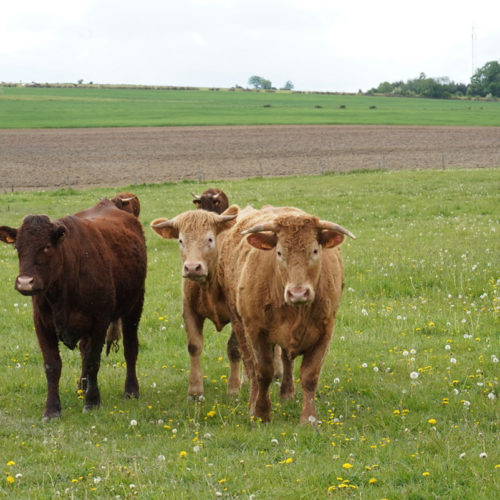 C48B1855-826B-464C-A3EF-F71A2D292589 vaches dans une prairie