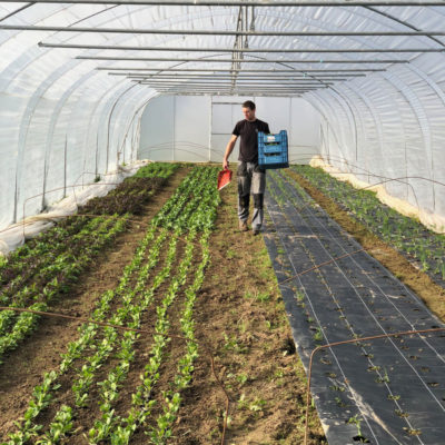 C9508CEF-78A0-4D31-946D-D8CDB9BBE1B9 plantation bio sous serre