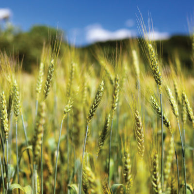 shutterstock_107040215 blé bio