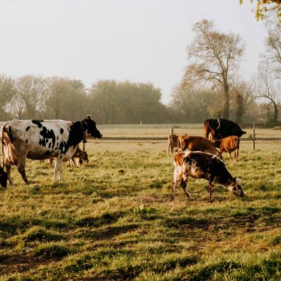 header-securite-alimentaire-4